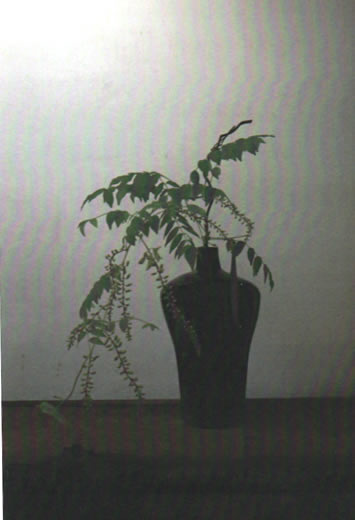 �r�؍��q�̃K���X��@�W 2024�N9��20��(��)�`9��28��(�y)